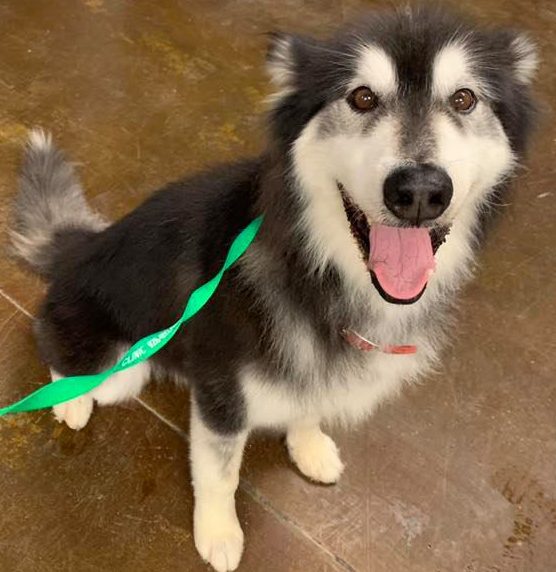 canine_vacc_img2