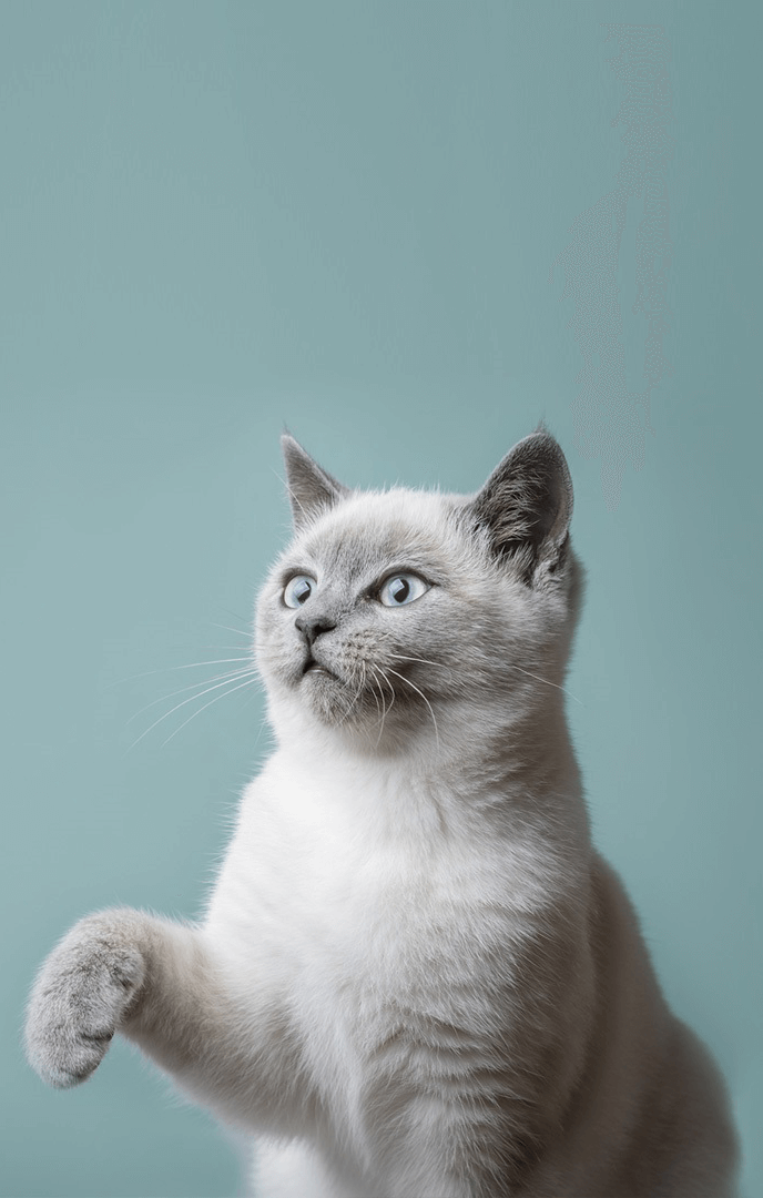 cat-pawing-color-hero (1)
